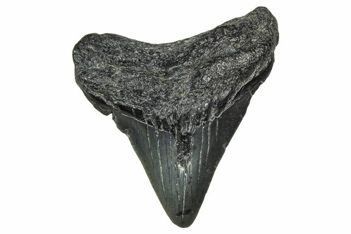 Juvenile Megalodon Tooth - South Carolina #370093